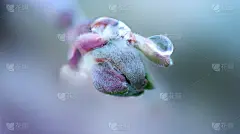 苹果树上开春芽特写