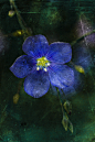 crescentmoon0666: Blue Bloom by ~kereszteslp - crescentmoon
