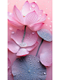 Midjourney 花 荷花 粉色 2_6_新一_来自小红书网页版