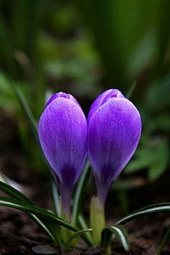 `海盜船oО采集到那花