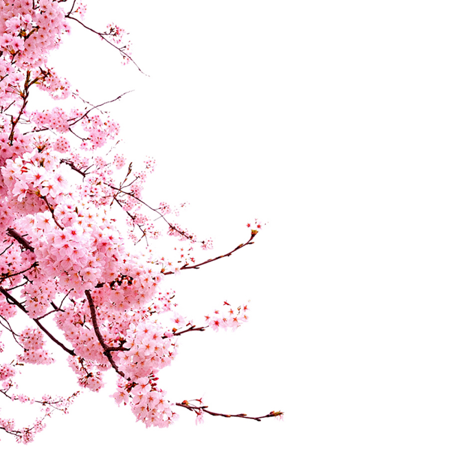 高清桃树枝条桃花