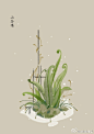 #365天生日花1月31日 生日花：山谷鸣（Hart&#;039s Tongue），花语：安慰（Soothe） ​​​​