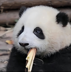 宇智波豆包包采集到治愈
