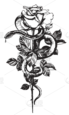 这是一只企鹅采集到植物插画