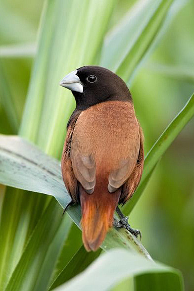 雀形目梅花雀科文鸟属栗腹文鸟
