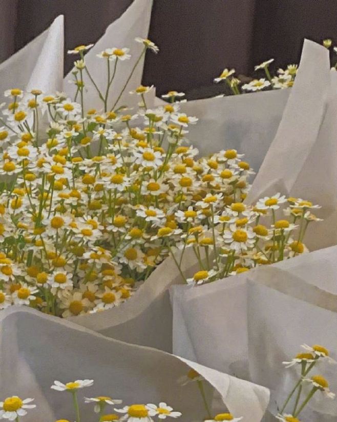 小雏菊  ​ ​​​​