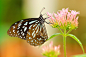 A white and black butterfly on top of a flower head