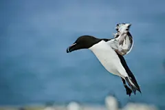 企鹅高清图片素材