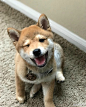 只有12周大的柴犬宝宝kuma，小可爱来让我抱抱啊！     Instagram：kuma_the_pooch
