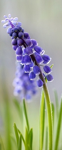 虾米米7采集到花