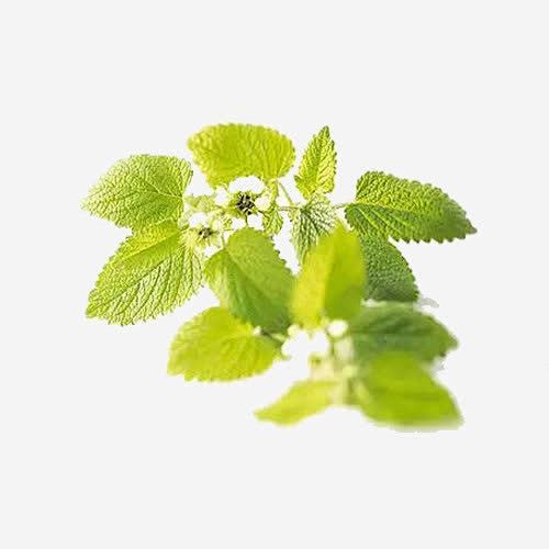 香蜂草可做药png免抠素材_新图网 ht...