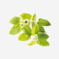 香蜂草可做药png免抠素材_新图网 https://ixintu.com 绿色植物 光合作用 医疗 绿色叶子 香蜂草 香蜂草可去头痛 有柠檬香味
