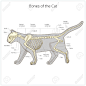 Cat skeleton veterinary vector illustration, cat osteology, bones结构 struckure 内部结构 骨骼肌肉 内部解剖 人体内部分析 人体分析 动物分析 结构图 手