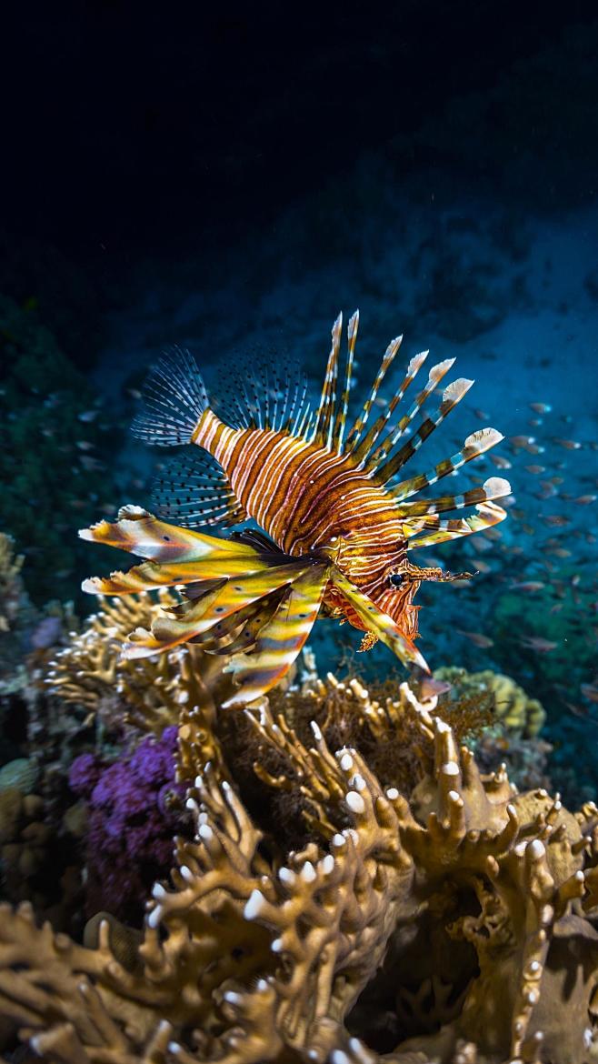 狮子鱼外形酷似古人穿的蓑衣因此又被叫作蓑