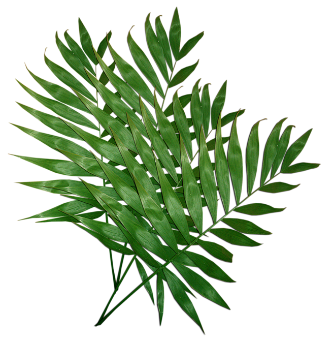 植物树叶素材  PNG