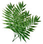 植物树叶素材  PNG