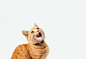 Ginger tabby kitten licks on a white background