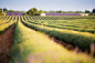 农业,户外,田园风光,收获,紫色_572697595_Lavender field harvesting_创意图片_Getty Images China