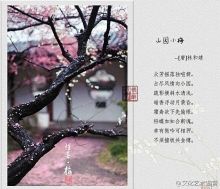 描写梅花的优美诗句与解析！-花瓣网