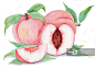 手绘水彩水蜜桃水果插画图片素材
