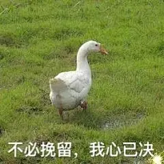 大鹅表情包：不必挽留，我心已决