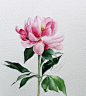 水彩画－堆糖，美好生活研究所