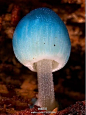 炫蓝蘑菇（Mycena interrupta），俗称“精灵的梧桐”，是蘑菇的一种。颜色鲜丽但是并不发光，未成熟幼苗时期时呈现蓝色，传说吃下后眼睛可以变成蓝色（！！！应该有毒，不建议尝试哦）。小简觉得它和土耳其的吉祥物“蓝眼睛”极相似呢