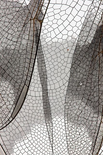 Dragonfly wings by C...