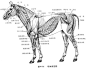 _____________ 发一张”马“的肌肉解剖图_健美吧_百度贴吧