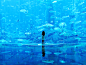 这是迪拜水族馆，美轮美奂，身临其境~