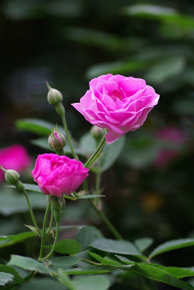蔷薇花开