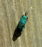 Cuckoo Wasp by duggiehoo