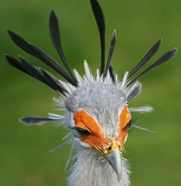 secretarybird