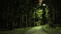 General 1920x1080 nature trees forests green branches paths lights landscapes pine trees
