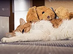 伤心的猫