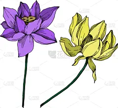 莲花,植物学,黑色,仅一朵花,荷花,壁纸,植物群,春天,花