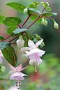 Fuchsia 'apple blossom': 