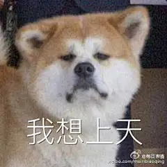 我想要这个狗的 表情包_斗图吧_百度贴吧