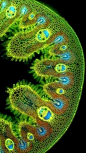 Pin page