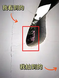 我看到的VS我拍到的｜南京春日壁纸限时上新 - 小红书