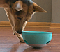 PAW5 Rock ‘N Bowl 是一个为狗狗们准备的趣味喂食器，颗粒状的狗粮被“藏在”摇摇碗中，需要狗狗们晃一晃才能把食物“洒”出来，这样既能避免它们暴饮暴食，又增加了互动交流，聪明的狗狗一学就会~【视频】