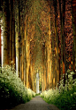 Tree Tunnel, Belgium.