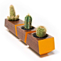 Boxcar Succulent Planters Solid Walnut