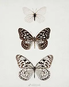 【黑白线描图例】蜻蜓与蝴蝶~
小清新插画 ​​​​