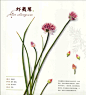 彩铅花卉 虾夷葱