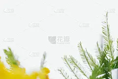 盛开的含羞草植物，黄色的花和绿色的叶子接近宏观在白色孤立的背景