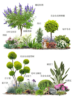 点都不淑女采集到ps植物
