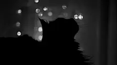 黑夜中的猫咪高清摄影电脑桌面壁纸 1920x1080