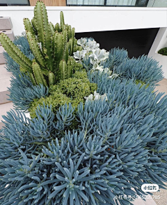 二米米采集到沙生植物