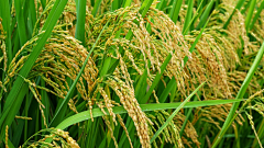 一个00后小菜鸡采集到米